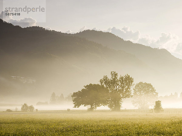 Morgennebel über den Walchsee-Auen  Tirol  Österreich  Europa