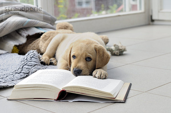 Junger blonder Labrador Retriever knabbert an Buch