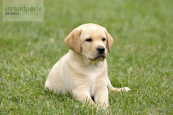 Junger blonder Labrador Retriever liegt im Gras