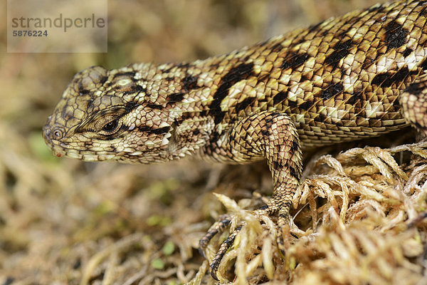 Stachelleguan (Sceloporus malachiticus)  San Gerardo de Dota  Costa Rica  Zentralamerika