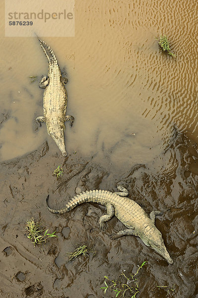 Spitzkrokodile (Crocodylus acutus) am Fluss Tarcoles  Costa Rica  Zentralamerika