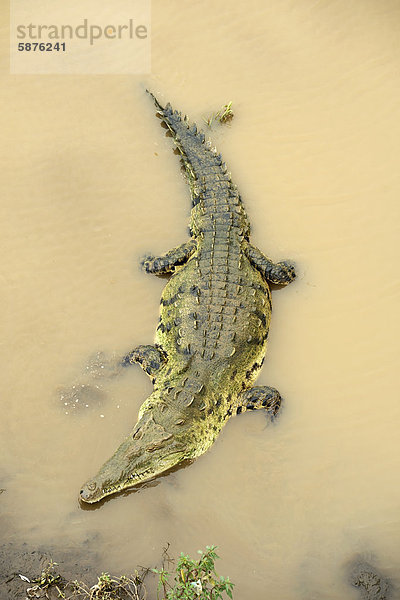 Spitzkrokodil (Crocodylus acutus) am Fluss Tarcoles  Costa Rica  Zentralamerika