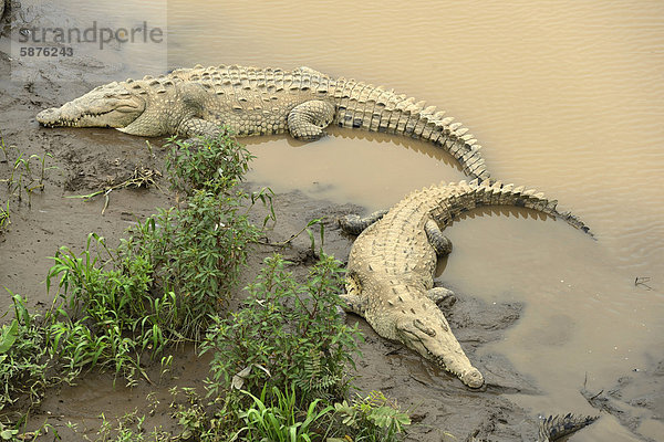 Spitzkrokodile (Crocodylus acutus) am Fluss Tarcoles  Costa Rica  Zentralamerika