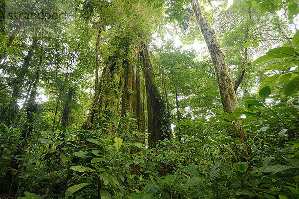 Nebelwald von Monteverde  Costa Rica  Zentralamerika