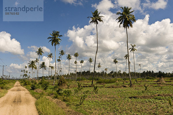 Kokosplantage (Cocos nucifera) mit Sämlingen und Bohnen (Phaseolus vulgaris)  Quelimane  Mosambik  Afrika