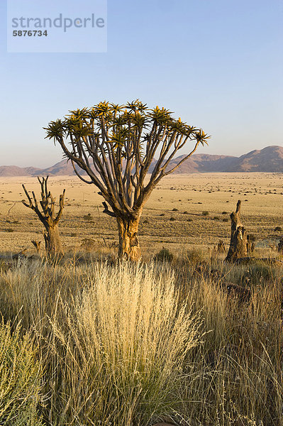 Köcherbaum (Aloe dichotoma) in den Tiras-Bergen  Namibia  Afrika