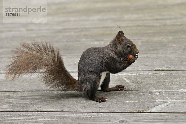 Eichhörnchen (Sciurus vulgaris) findet eine Haselnuss auf einer Holzterrasse