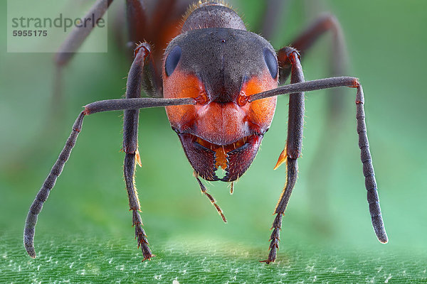 Große Wiesenameise (Formica pratensis)  Makroaufnahme