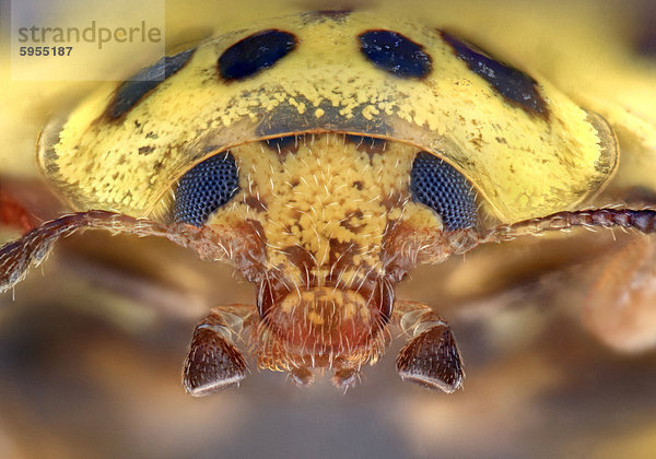 Kopf eines Zweiundzwanzigpunkt-Marienkäfers (Psyllobora vigintiduopunctata)  Makroaufnahme