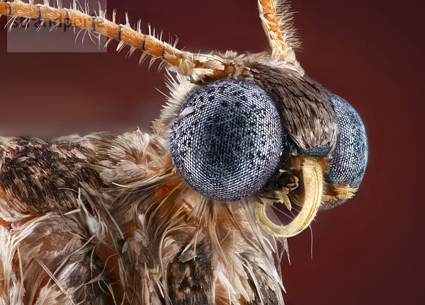 Kopf eines Kleinen Frostspanners (Operophtera brumata)  Makroaufnahme