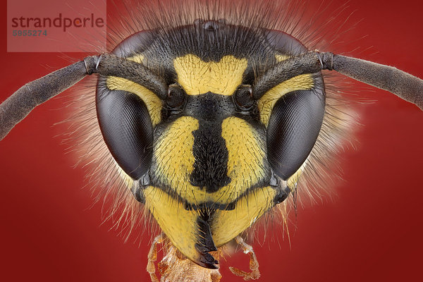 Kopf einer Deutschen Wespe (vespula vulgaris)  Makroaufnahme