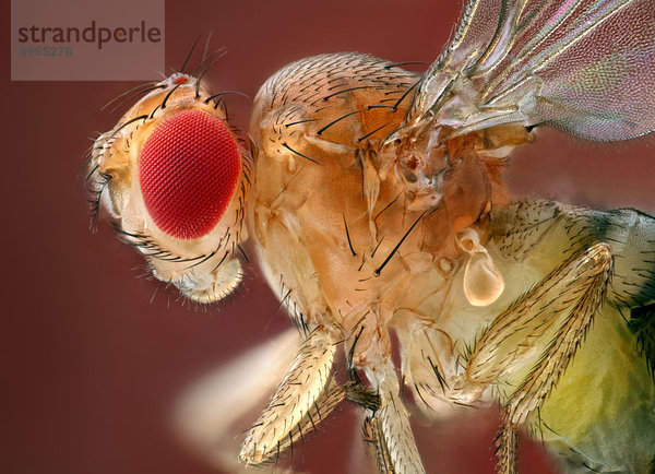 Kopf einer Fruchtfliege (Drosophila)  Makroaufnahme