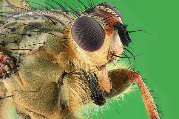Kopf einer Gelben Dungfliege (Scathophaga stercoraria)  Makroaufnahme