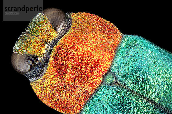 Detail der Deckflügel eines Glänzenden Blütenprachtkäfers (Anthaxia nitidula)  Makroaufnahme