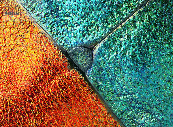 Detail der Deckflügel eines Prachtkäfers  Makroaufnahme