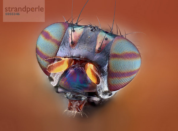 Kopf einer Polierfliege (Lauxaniidae)  Makroaufnahme
