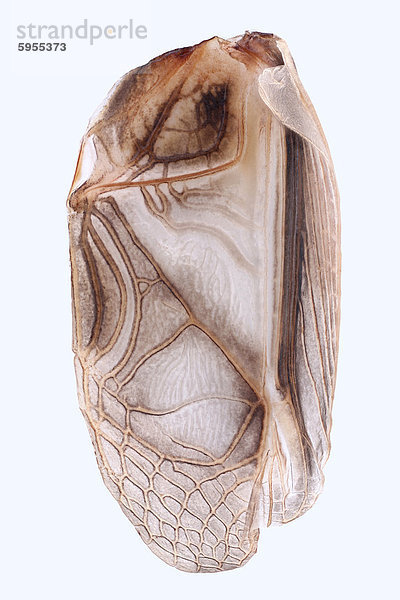 Vorderflügel einer männlichen Grille mit Schrillader  Makroaufnahme
