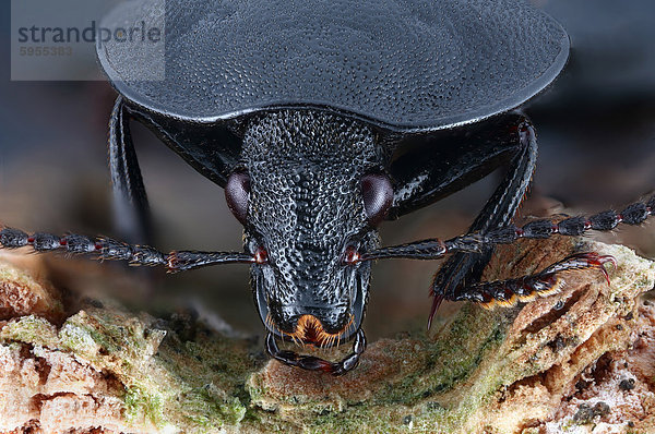 Kopf eines Schwarzen Schneckenjägers (Phosphuga atrata)  Makroaufnahme