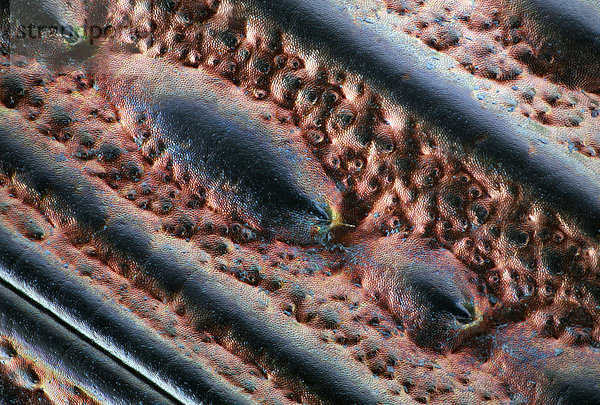 Detail der Deckflügel eines Laufkäfers  Makroaufnahme