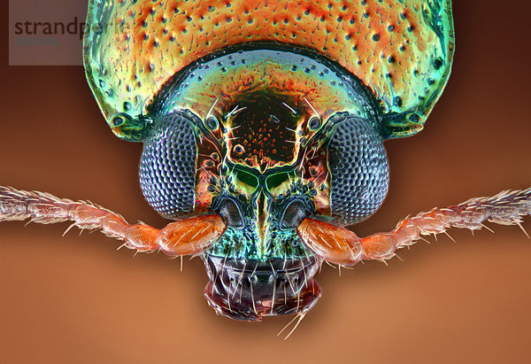 Kopf eines Weiden-Erdflohs (Crepidodera aurata)  Makroaufnahme