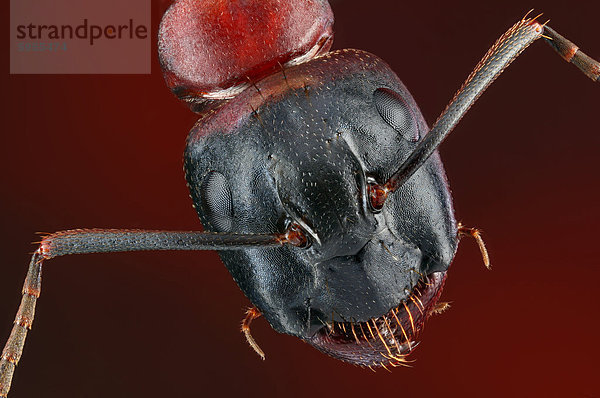 Kopf einer Braunschwarzen Rossameise (Camponotus ligniperda)  Makroaufnahme