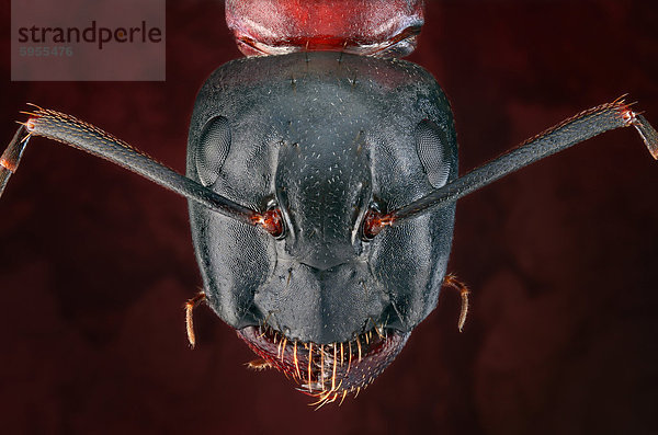 Kopf einer Braunschwarzen Rossameise (Camponotus ligniperda)  Makroaufnahme