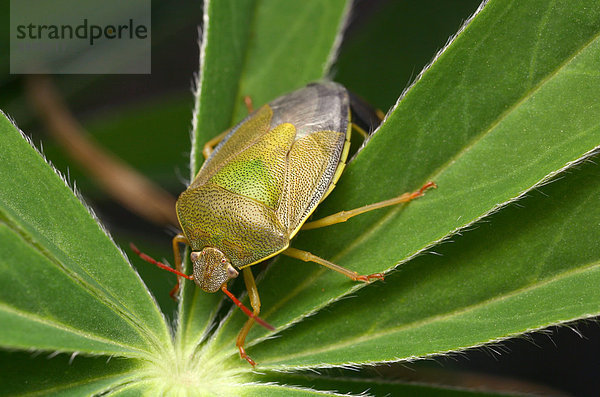 Grüne Stinkwanze (Palomena prasina)