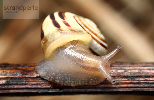 Garten-Bänderschnecke (Cepaea hortensis)