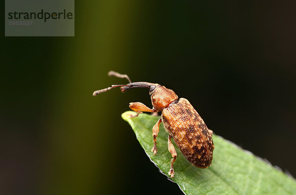 Rüsselkäfer auf einem Blatt