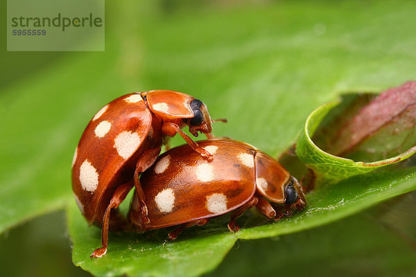 Sechzehnfleckige Marienkäfer (Halyzia sedecimguttata) bei der Paarung