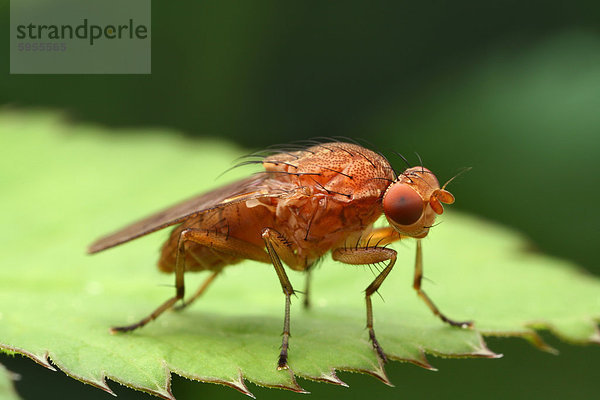 Dungfliege auf einem Blatt