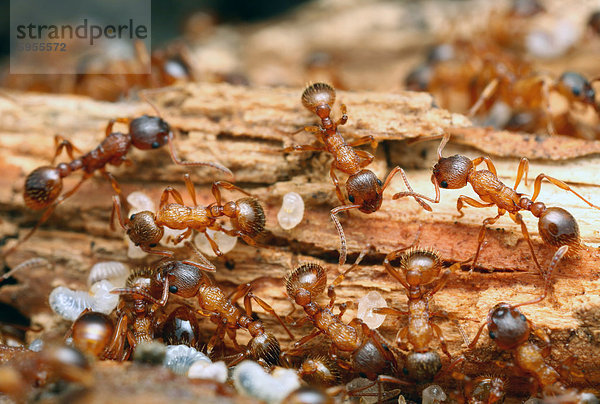 Nest of Myrmica scabrinodis