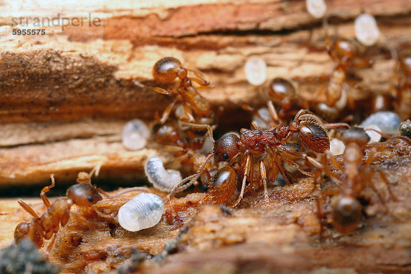 Nest of Myrmica scabrinodis