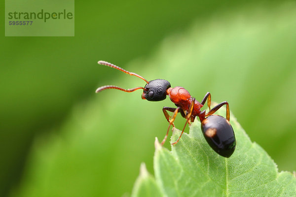 Vierpunktameise (Dolichoderus quadripunctatus)