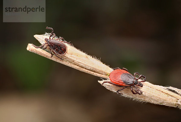 Weibchen und Männchen des Gemeinen Holzbocks (Ixodes ricinus)