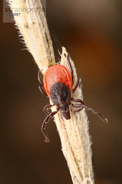 Weibchen des Gemeinen Holzbocks (Ixodes ricinus)