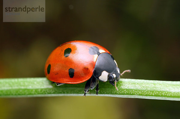 Siebenpunkt-Marienkäfer (Coccinella septempunctata)