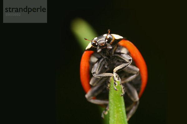 Siebenpunkt-Marienkäfer (Coccinella septempunctata)