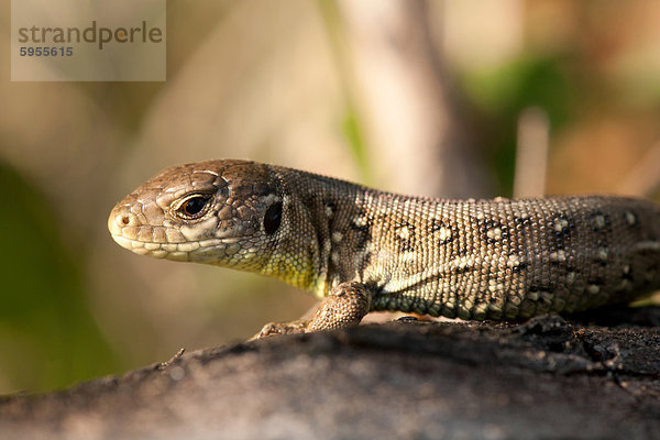 Zauneidechse (Lacerta agilis)