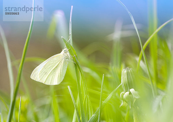 Kleiner Kohlweißling (Pieris rapae) an einem Grashalm