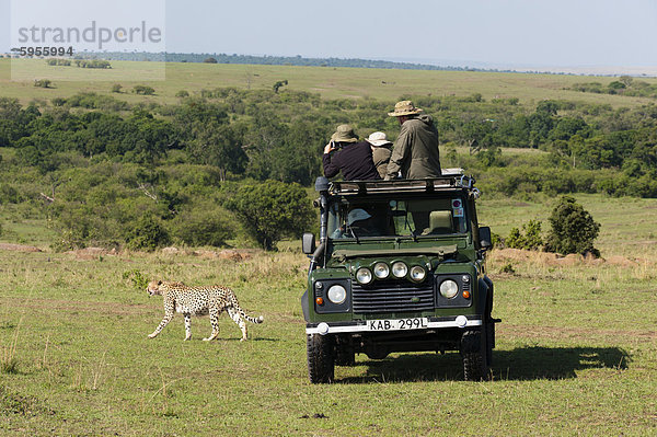 Gepard  (Acynonix Jubatus)  Masai Mara  Kenia  Ostafrika  Afrika