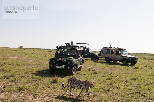 Gepard  (Acynonix Jubatus)  Masai Mara  Kenia  Ostafrika  Afrika