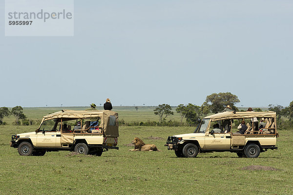 Löwe (Panthera Leo)  Masai Mara  Kenia  Ostafrika  Afrika