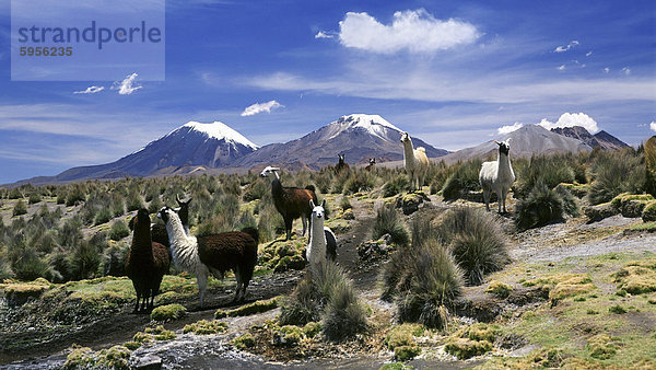 Lamas Weiden im Sajama-Nationalpark mit den Zwillingen  die Vulkane Parinacota und Pomerata in den Hintergrund  Sajama  Bolivien  Südamerika