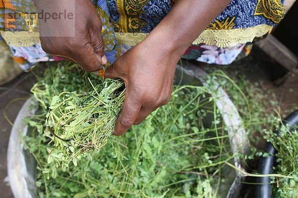 Kräutermedizin  Lome  Togo  Westafrika  Afrika