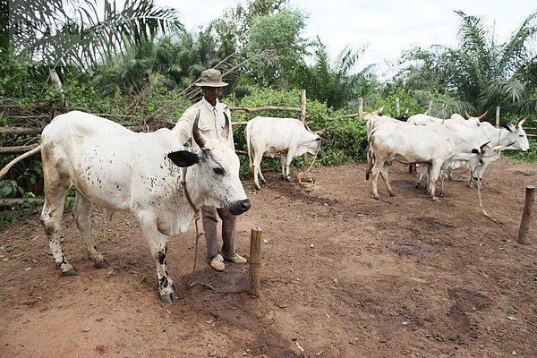 Rinderfarm  Tori  Benin  Westafrika  Afrika