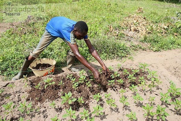 Man tendiert einen Gemüsegarten  Tori  Benin  Westafrika  Afrika