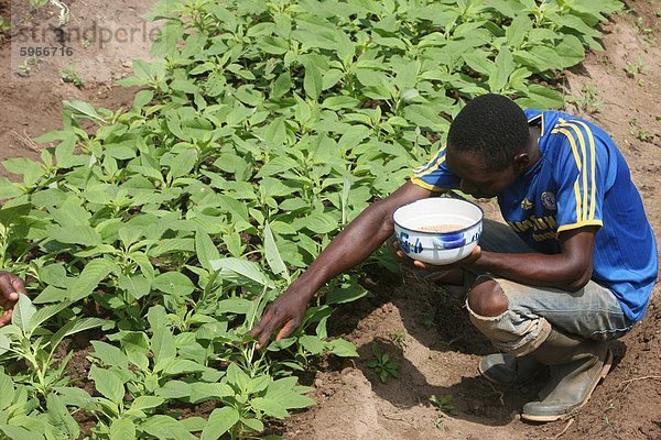 Man tendiert einen Gemüsegarten  Tori  Benin  Westafrika  Afrika