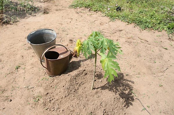 Gemüsegarten  Tori  Benin  Westafrika  Afrika