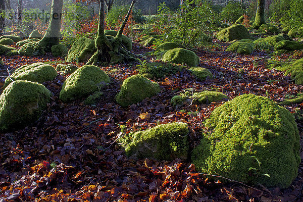 Moosigen Felsblöcken  Dartmoor Nationalpark  Devon  England  Vereinigtes Königreich  Europa